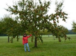 Obsternte Und Maischen 2012 02